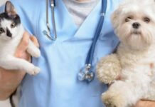 Будет ли вакцинация кошек и собак обязательной за счет хозяев?