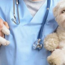 Будет ли вакцинация кошек и собак обязательной за счет хозяев?
