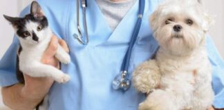 Будет ли вакцинация кошек и собак обязательной за счет хозяев?