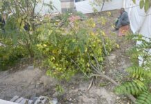 Жителя Шымкента наказали за срубленное дерево