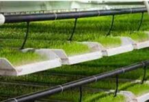 В Шымкенте разработали план по  заготовке кормов