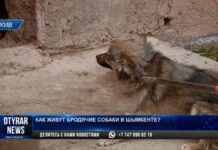 Как живут бродячие собаки в Шымкенте?