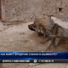 Как живут бродячие собаки в Шымкенте?