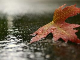 осень, дождь