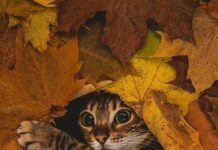 Какой будет осень, рассказали синоптики осень, октябрь, погода