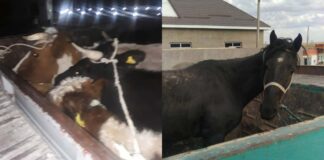 Водителей, незаконно перевозивших скот, наказали в Туркестанской области скот