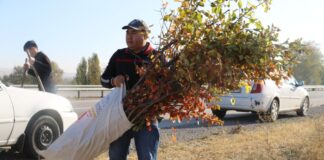 Вдоль трассы «Западная Европа-Западный Китай» посадили деревья