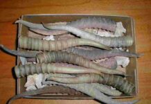 Браконьера осудили за продажу сайгачьих рогов в Туркестанской области сайгачьи рога