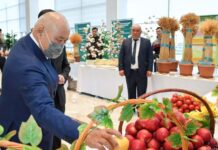 Аграрии Туркестанской области собрали рекордный урожай Шукеев