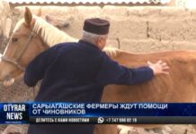 Сарыагашским фермерам нечем кормить свой скот
