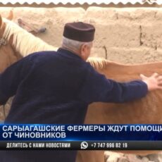 Сарыагашским фермерам нечем кормить свой скот