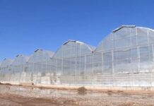 Теплицы в Туркестанской области страдают от нехватки угля теплицы