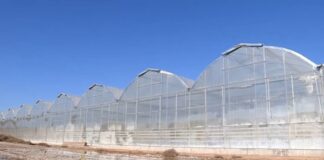 Теплицы в Туркестанской области страдают от нехватки угля теплицы