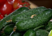 В Шымкенте овощи подорожали почти на 40%