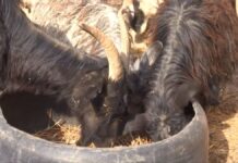 Зачем ограничивать количество скота на хозподворьях?