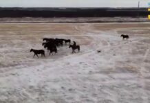 112 преступных групп скотокрадов задержали в Казахстане