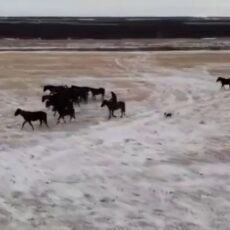 112 преступных групп скотокрадов задержали в Казахстане