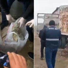 20 кг марихуаны прятал в тележке для перевозки пчелиных ульев житель Туркестана марихуана