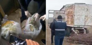 20 кг марихуаны прятал в тележке для перевозки пчелиных ульев житель Туркестана марихуана
