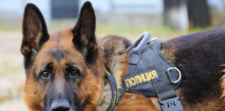 Служебная собака Клементина помогла обнаружить наркотики у иностранца собака