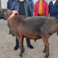 Барана за 18 млн тенге продали в Туркестанской области