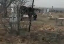 На кладбище в Шымкенте пасутся лошади