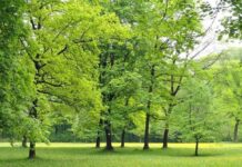 В Шымкенте посадят 6,5 млн зеленых насаждений деревья