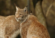 Туркестанская рысь попала в объектив фотоловушки рысь