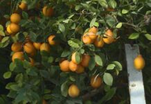 В IT -школе в Шымкенте раскинулся настоящий райский уголок