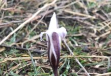 В Туркестанской области расцвели первые подснежники подснежники