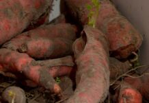 Шымкентцы жалуются на полугнилые овощи по социальной цене