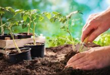 Как вырастить здоровую рассаду? Благоприятные дни