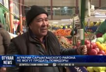 Аграрии Сарыагашского района не могут продать помидоры