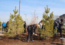 В Шымкенте посадят более 1 млн деревьев