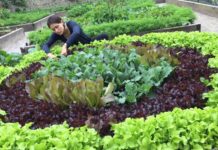 Как правильно сажать зелень? Практические советы зелень