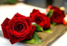 Названа причина дефицита цветов в Шымкенте розы