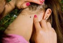 Осторожно, наступает сезон клещей в Шымкенте!