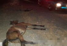 В Туркестанской области произошло ДТП с участием трех лошадей В Туркестанской области произошло ДТП с участием трех лошадей