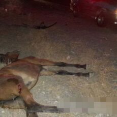 В Туркестанской области произошло ДТП с участием трех лошадей В Туркестанской области произошло ДТП с участием трех лошадей