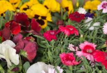 Фестиваль цветов проходит в Шымкенте