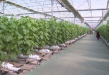 Тепличники Туркестанской области на грани разорения