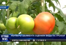 Почему местные овощи дороже привозных?