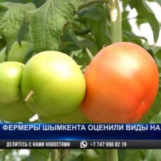 Почему местные овощи дороже привозных?
