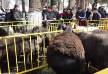 Гиссарский кошкар в Туркестанской области весит больше 200 кг