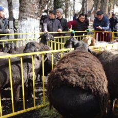 Гиссарский кошкар в Туркестанской области весит больше 200 кг