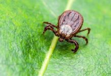 22 шымкентца стали жертвами клещей с начала сезона