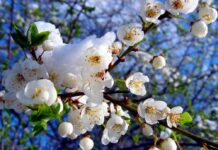 В месяц май случится…