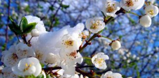 В месяц май случится…