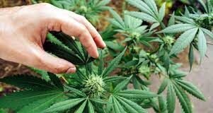 Житель Туркестанской области вырастил у себя дома коноплю