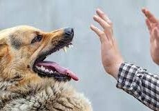 В Туркестанской области подросток умер от бешенства